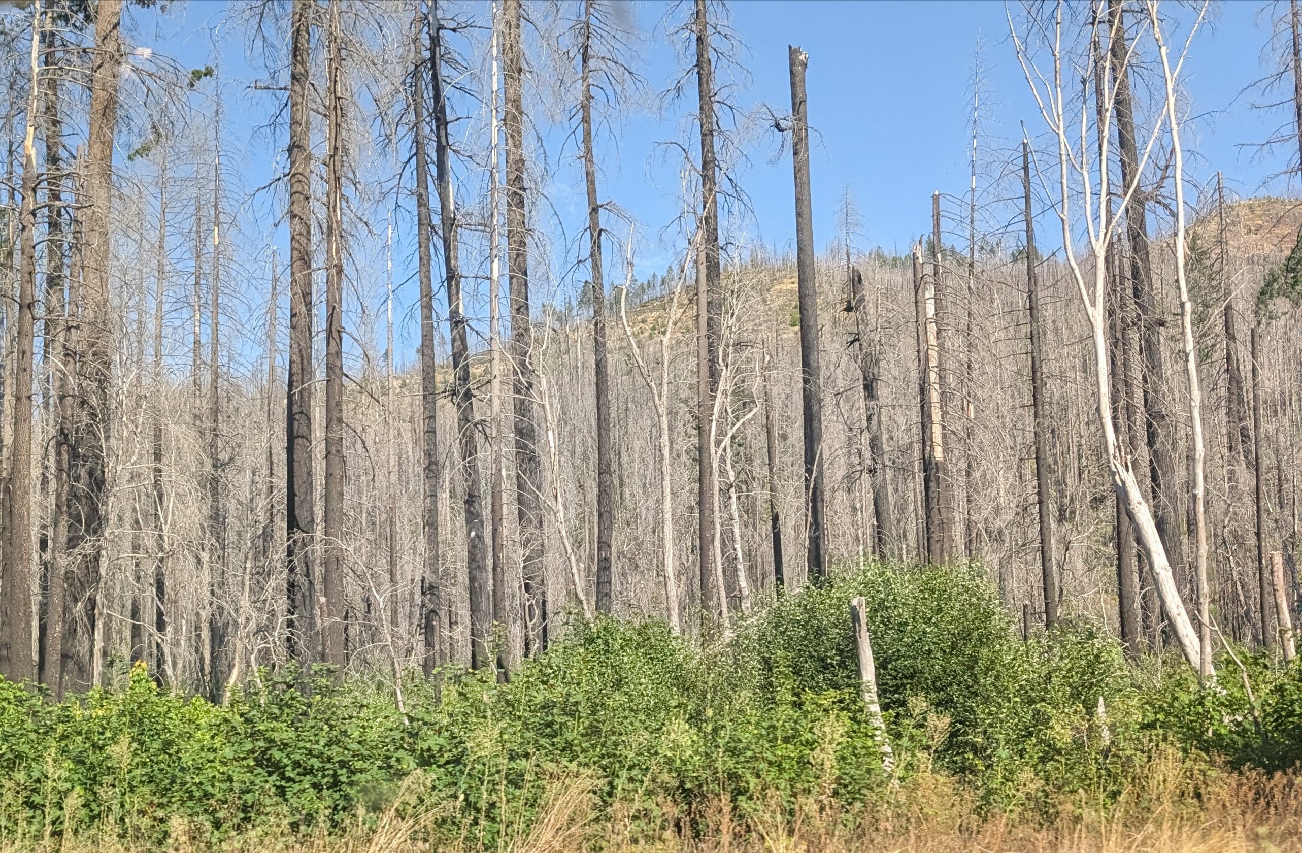 wounded forest